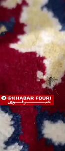 فیلمی از گردش آزادانه پشه خطرناک آئدس در خانه شهروند گیلانی