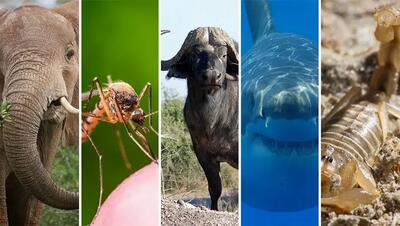 کشنده‌ترین حیوانات جهان: معرفی قاتل‌ترین موجودات طبیعت و دلایل مرگبار بودن آن‌ها