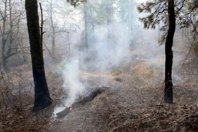 حکم عامل آتش‌سوزی عمدی جنگل صادر شد