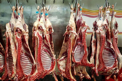 توزیع روزانه گوشت گرم به ۳۰۰ تن افزایش یافت