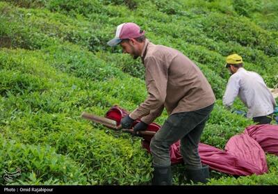خرید 84 هزار تن برگ سبز چای از چایکاران - تسنیم
