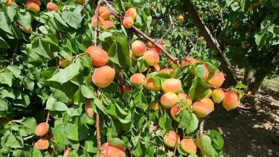 کاهش ۵۰ درصدی برداشت میوه‌های سردرختی در خراسان جنوبی