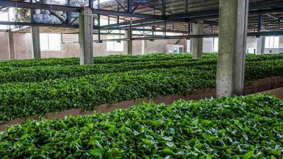 فعالیت ۷۸ کارخانه چایسازی در شمال کشور
