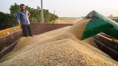 خریداری ۱۲۵ هزار تن گندم از کشاورزان شهرستان بیله‌سوار