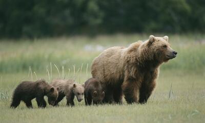 خرس مادر و دو فرزندش در ارتفاعات البرز (فیلم)