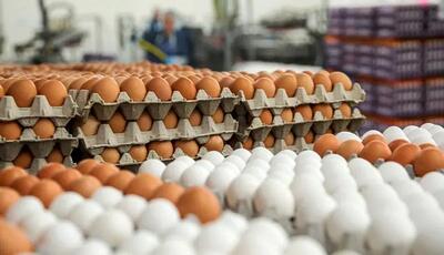 رشد رقم صادراتی تخم مرغ در کشور