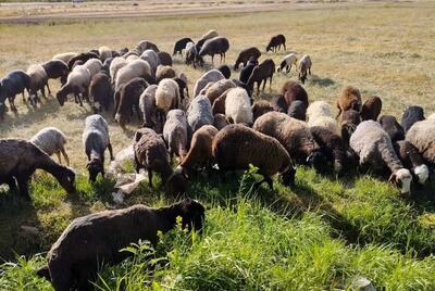 آخرین قیمت دام زنده و لاشه گوسفند در آستانه عاشورا/ کاهش خرید گوسفند زنده در محرم