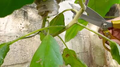 (ویدئو) نحوه کاشت و برداشت بادمجان در منزل بدون نیاز به باغچه