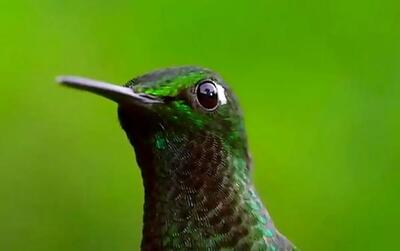 (ویدئو) ریزترین پرنده جهان را در کوبا ببینید