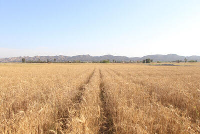 خرید تضمینی گندم از کشاورزان اصفهان تا پایان شهریور ادامه دارد| پیش بینی خرید ۱۵۰ هزار تنی