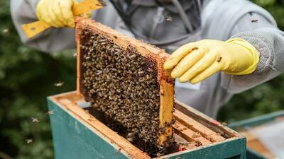 گلایه زنبورداران از افزایش نرخ شکر