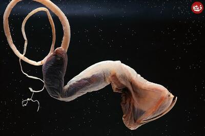هفت جانور دریایی که باور نمی‌کنید واقعی باشند