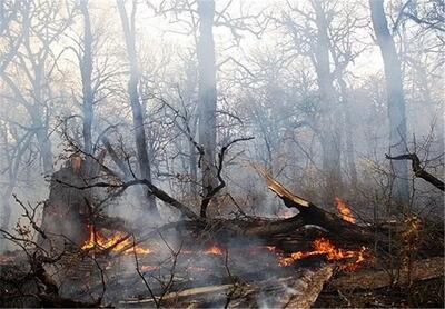 آتش جان چند هکتار دیگر از این جنگل را گرفت؟