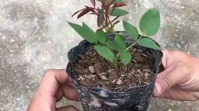 (ویدئو) یک روش شگفت انگیز برای تکثیر گل رز با کمک آلوئه ورا