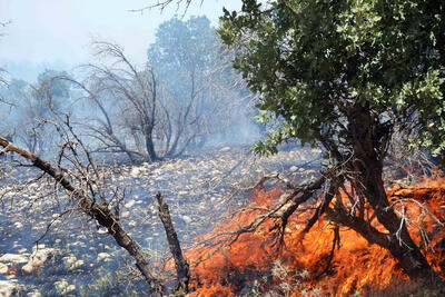 آتش سوزی در جنگل های شهرستان بدره + ویدئو |‌ ببیند درختان چگونه می سوزند؟