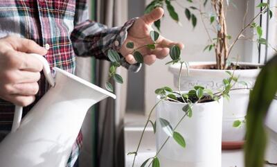 مکان‌های مرگبار در خانه برای قرار دادن گیاهان آپارتمانی کجا هستند؟