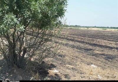 مهار آتش سوزی گسترده در مراتع جنگلی شیره زول ایلام - تسنیم