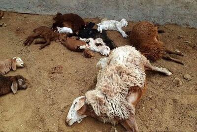 تلف شدن ۲۸ گوسفند در برخورد با خودرو در یزد