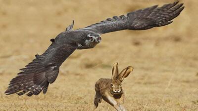 لحظه حیرت آور حمله عقاب به خرگوش در حال فرار (فیلم)