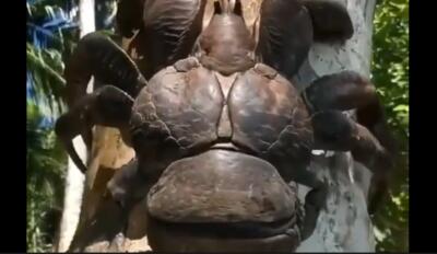 تصویری از بزرگ‌ترین سخت پوست زمین؛ خرچنگ نارگیل (فیلم)