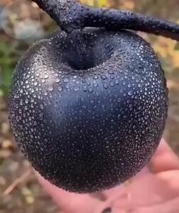 الماس سیاه؛ کمیاب‌ترین سیب دنیا که فقط در تبت پیدا می‌شود