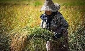 آغاز برداشت برنج در شمال کشور؛ گیلان پیشتاز شد