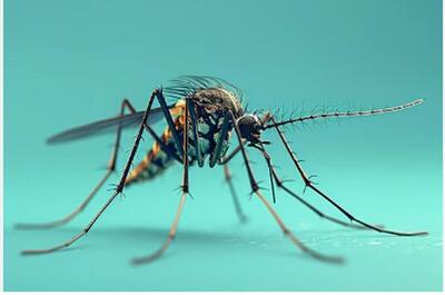 پشه‌های آدم‌کش به پایتخت می‌رسند | اقتصاد24