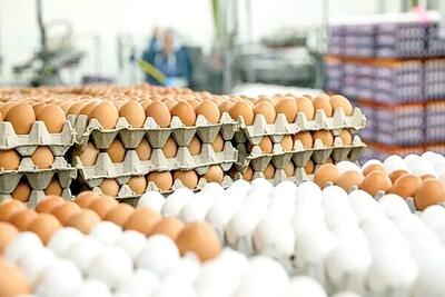 اتفاقی باورنکردنی در بازار تخم مرغ ایران
