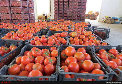 قیمت گوجه فرنگی پاییز امسال گران می‌شود؟
