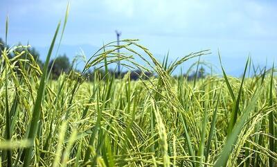 کشت 650 هزار هکتار برنج در کشور/ پیش‌بینی تولید بیشتر برنج در سال جاری