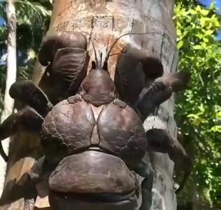 (ویدئو) نمایی باورنکردنی از بزرگ‌ترین سخت پوست زمین؛ خرچنگ نارگیل!