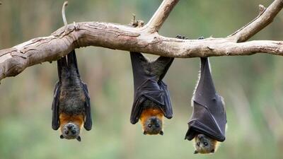 (عکس) اسرار خفاش غول‌پیکر
