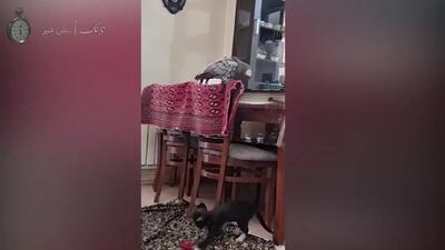 (ویدئو) فحاشی یک طوطی کاسکو به گربه ای که تلاش می کرد او را شکار کند!