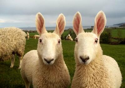(تصاویر) گوسفند لستر؛ گوسفند عجیب ۱۸۰ کیلویی که شبیه یک خرگوش غول‌پیکر است!