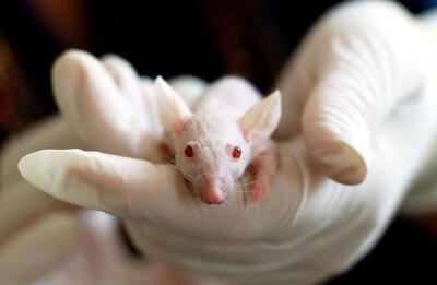 پرورش موش‌هایی که سیستم ایمنی‌شان کاملا شبیه انسان است