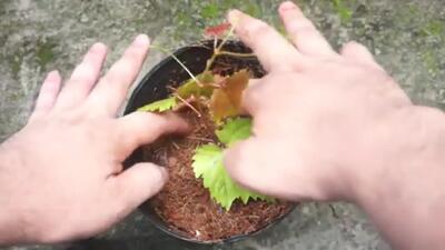 (ویدئو) روشی خلاقانه و جالب برای کاشت و پرورش درخت انگور با کمک حبه انگور