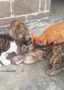 (ویدئو) شجاعت باورنکردنی یک موش؛ غذا خوردن از ظرف چند گربه به صورت هم‌زمان!