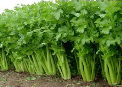 تولید ۸۵۰۰ تن سبزیجات سالم در مزارع قزوین