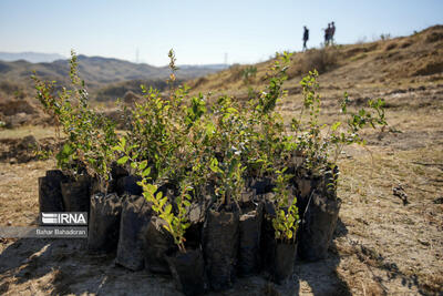 کاشت ۳۵۰ هزار اصله نهال در خراسان شمالی در دست اجرا است