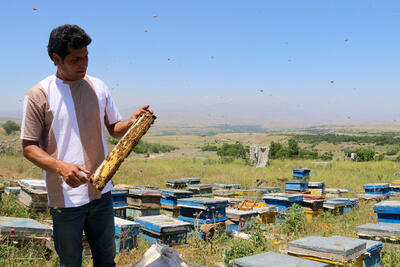 فیلم/ رونق زنبورداری در مشگین‌شهر با پیش‌بینی تولید یک هزار تن عسل