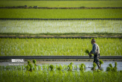 کشت ۶۵۰ هزار هکتار برنج در کشور/ پیش‌بینی افزایش تولید برنج در سال جاری