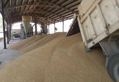 خرید گندم در همدان از مرز ۲۲۲ هزار تن گذشت