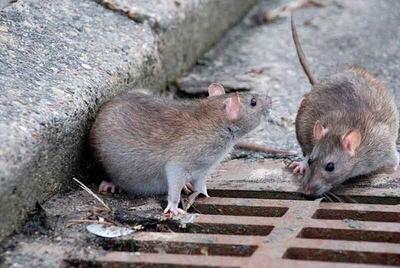 مقابله با موش‌های تهران با «شوک بوم»