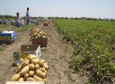 خرید حمایتی و توافقی ۶۸۰۰ تن سیب‌زمینی از کشاورزان گلستان