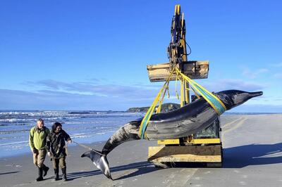 بررسی‌ها آغاز شد؛ برای اولین‌بار دست دانشمندان به مرموزترین نهنگ کره زمین رسید!