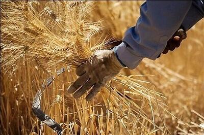 خرید گندم در قزوین ۱۷درصد افزایش یافت