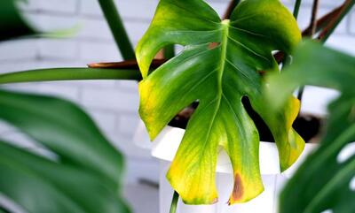 5 راهکار جلوگیری از زرد شدن برگ گیاهان آپارتمانی