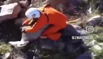 ویدیویی  عجیب از شکار بز کوهی با دست خالی که مورد توجه قرار گرفت!