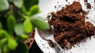 بررسی فواید قهوه برای گیاهان آپارتمانی