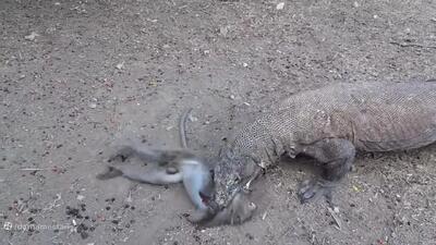 حمله اژدهای کومودو به انواع حیوانات حتی شیر + فیلم
